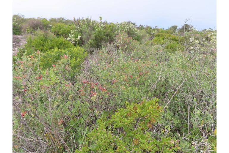 Salvia lanceolata -5025