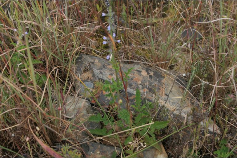 Salvia runcinata -5026