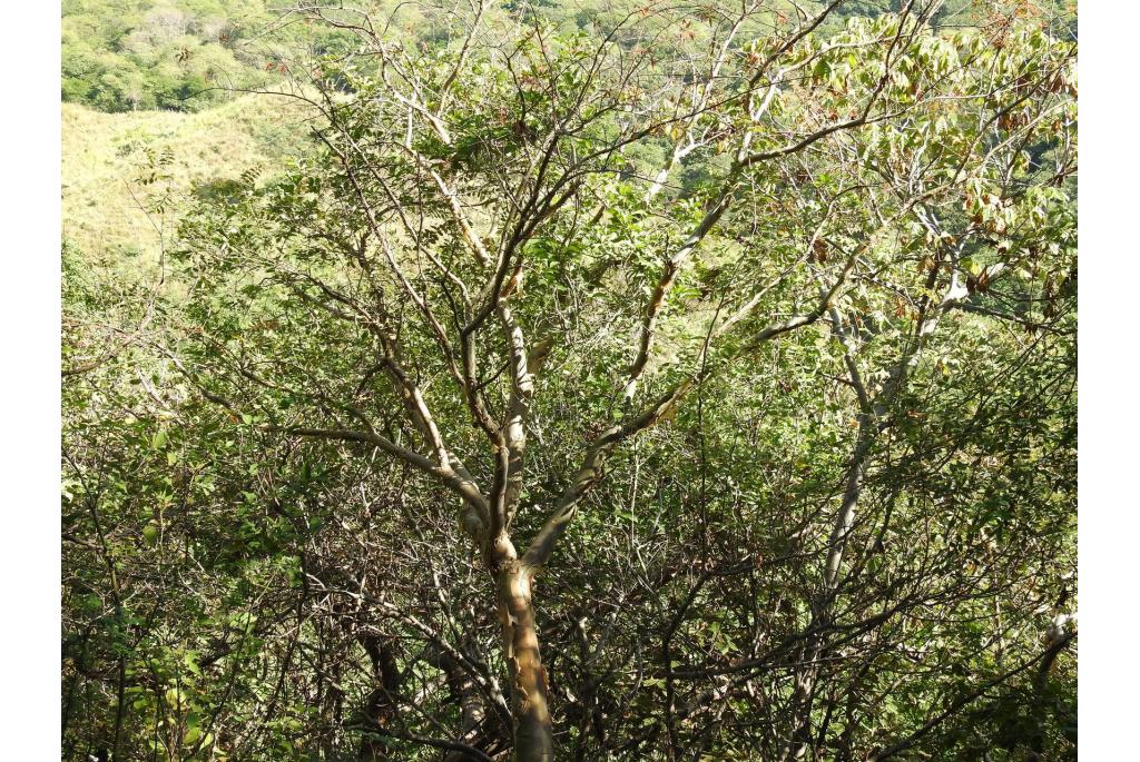 Colorado bursera