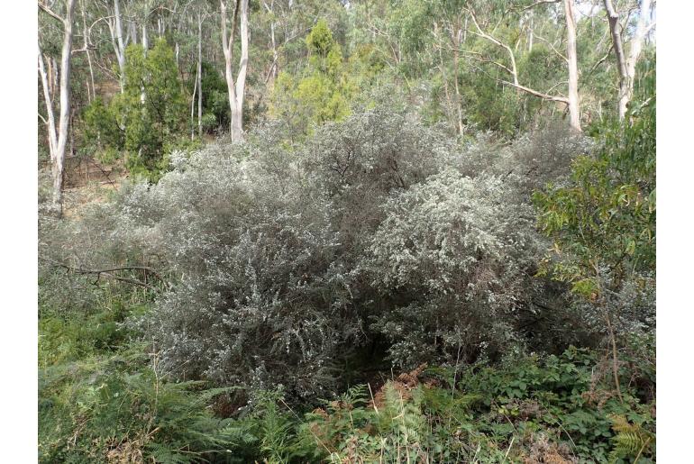 Leptospermum lanigerum -5087