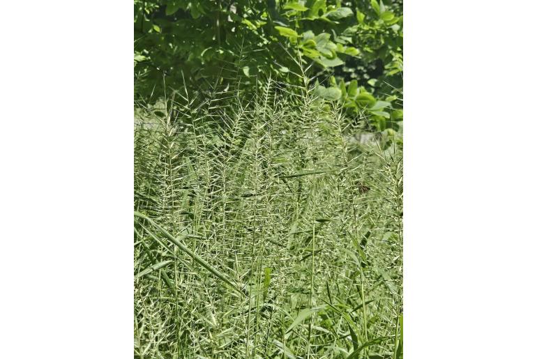 Elymus hystrix -5088