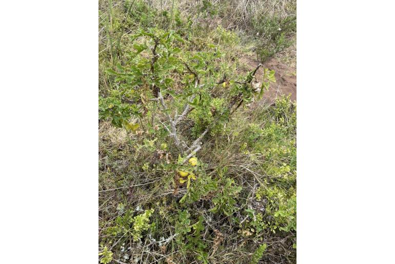 Solanum linnaeanum -5097