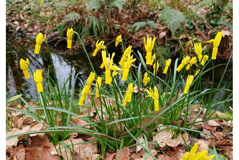 Narcissus cyclamineus -5098