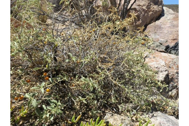 Solanum burchellii -5101