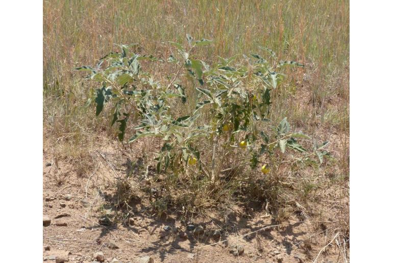 Solanum lichtensteinii -5103