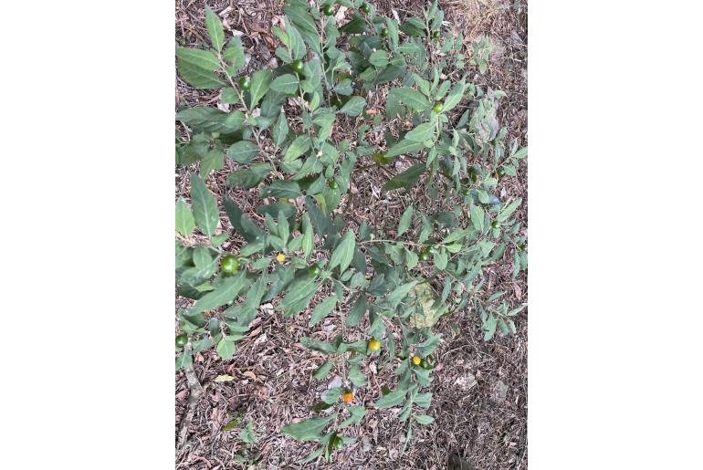 Solanum pseudocapsicum -5104