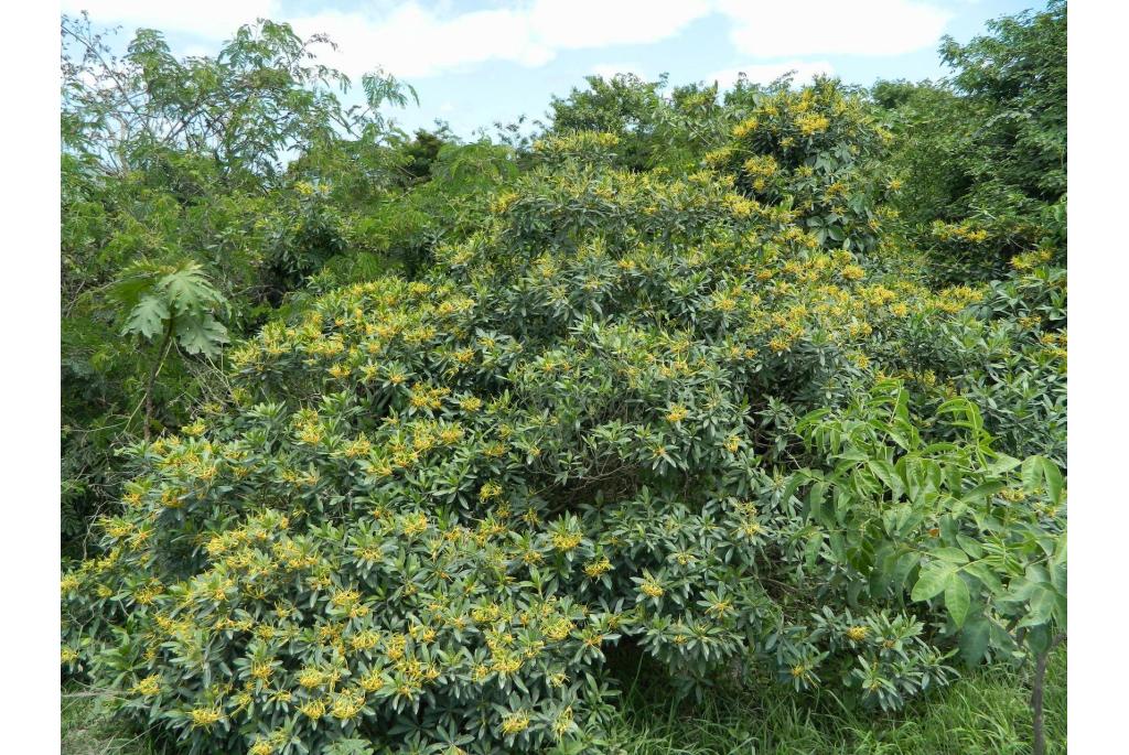 Opvallende strophanthus