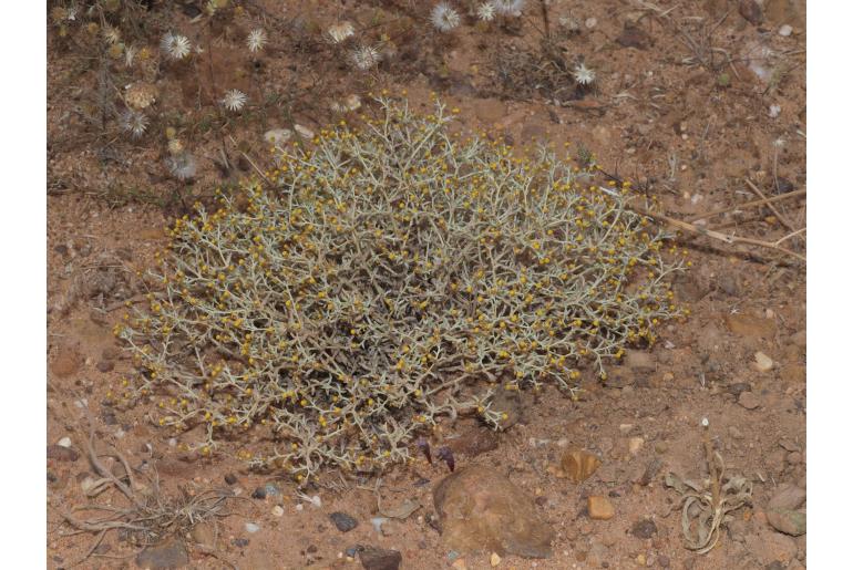 Helichrysum cylindriflorum -5141