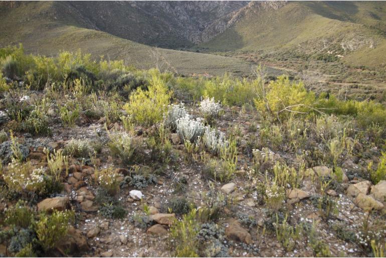 Achyranthemum paniculatum -5142