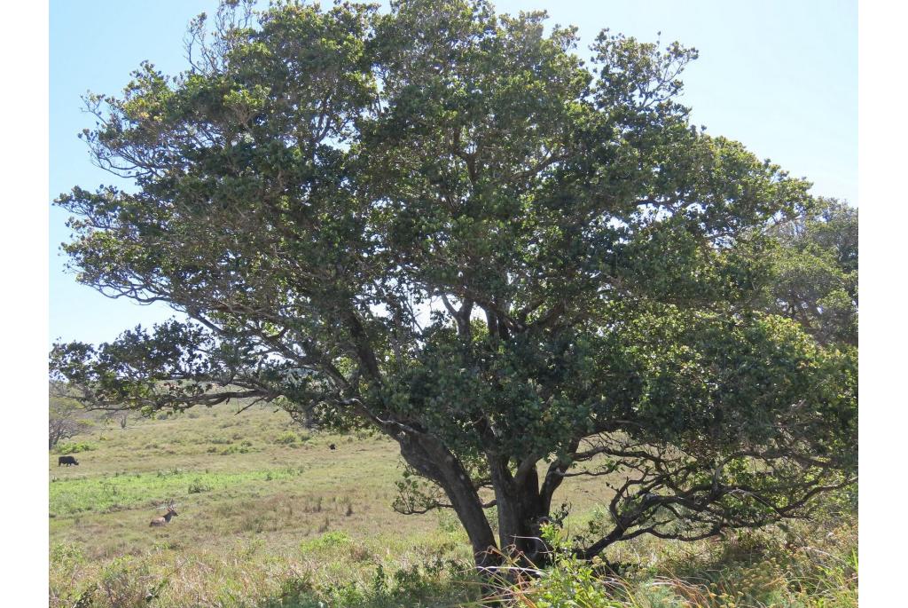 Syzygium met hartvormig blad