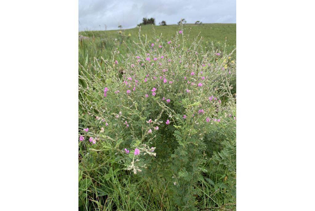 Tephrosia met veel bloemaren