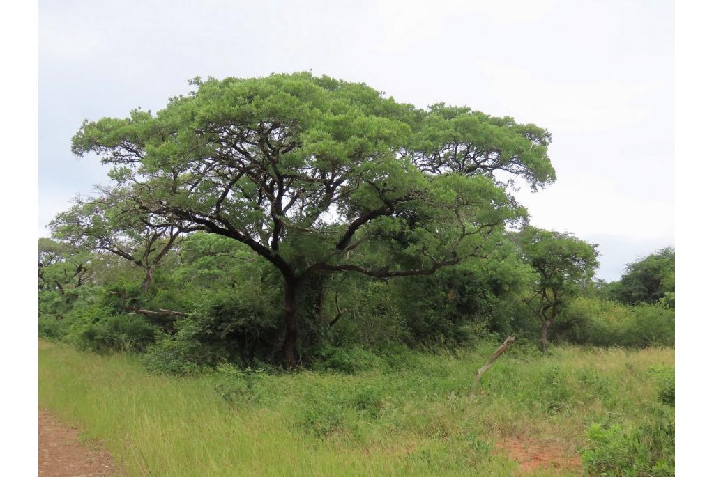 Zijdeachtige terminalia