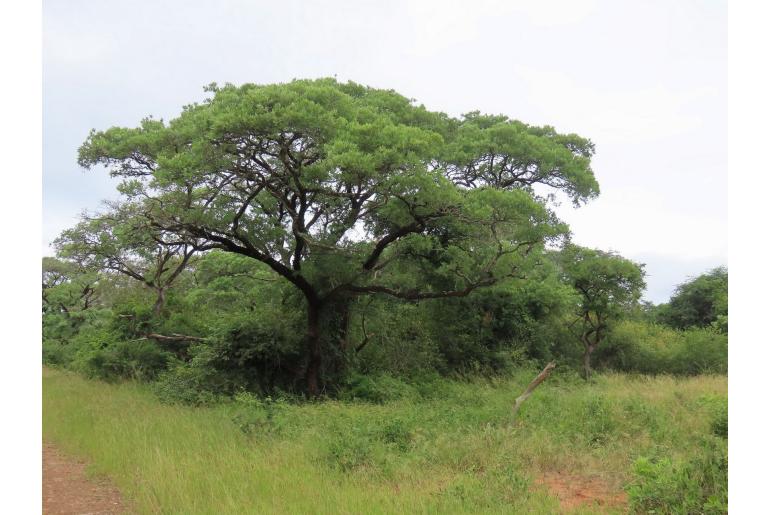 Terminalia sericea -5156