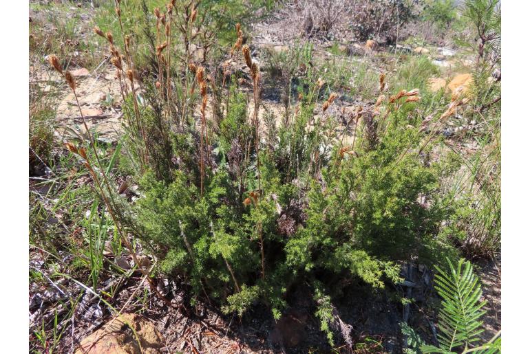 Thamnochortus fruticosus -5161