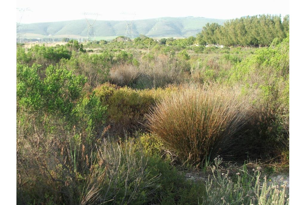 Rechtopstaande thamnochortus