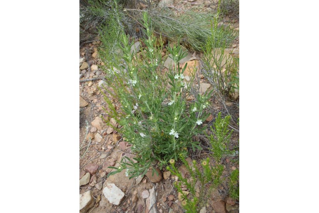 Afrikaans Teucrium