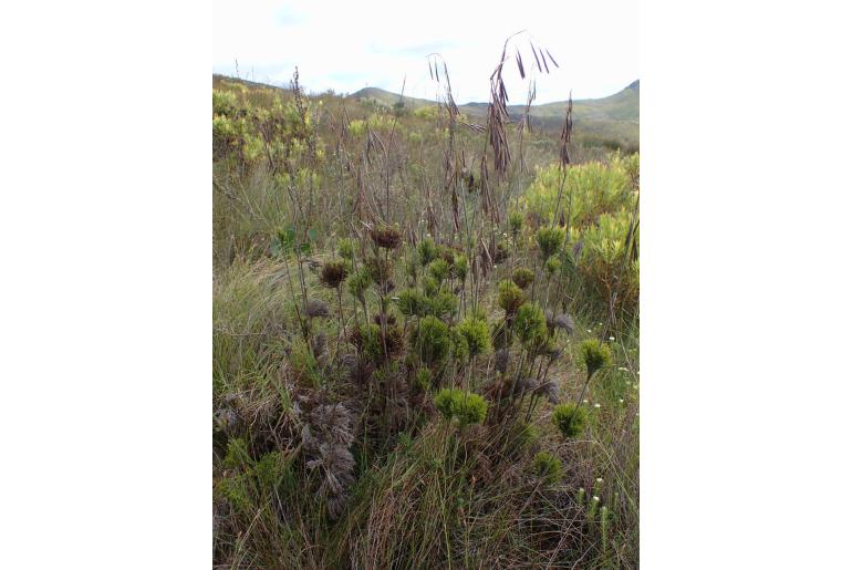 Thamnochortus cinereus -5165