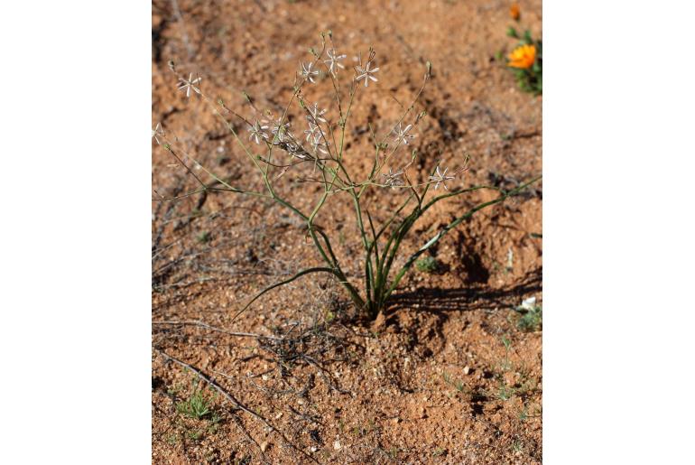 Trachyandra bulbinifolia -5177