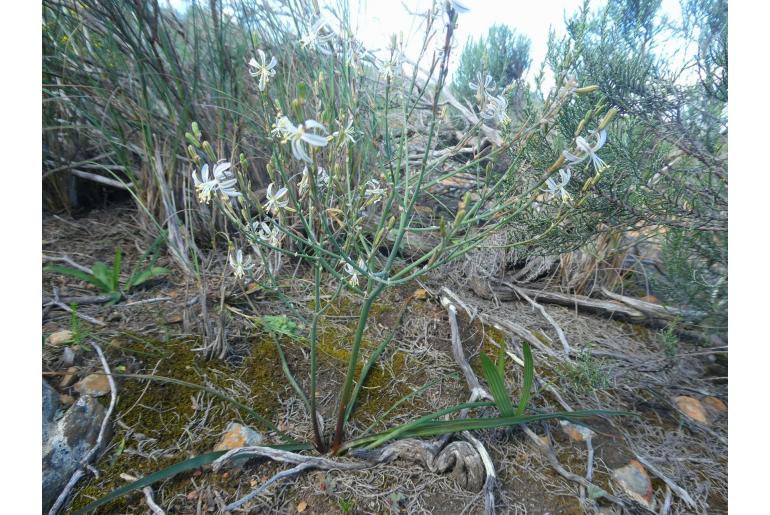 Trachyandra revoluta -5183