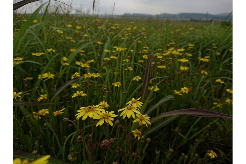 Dunne Kaapse margriet