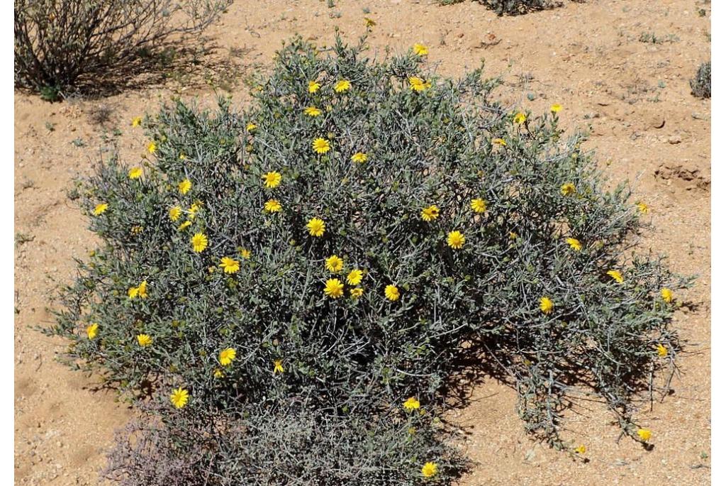 Kaapse margriet met golvende rand