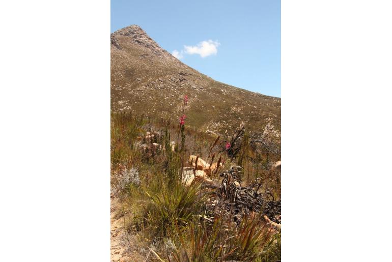 Watsonia galpinii -5238