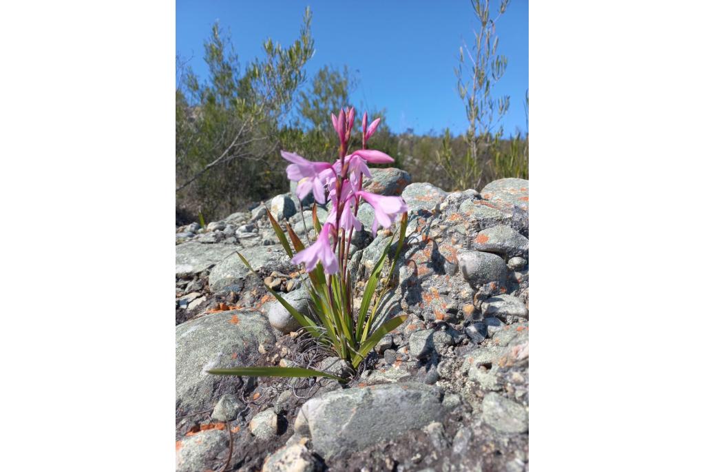 Overberg Hoornlelie