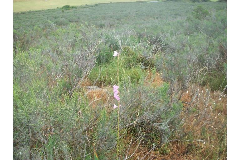 Watsonia marginata -5248