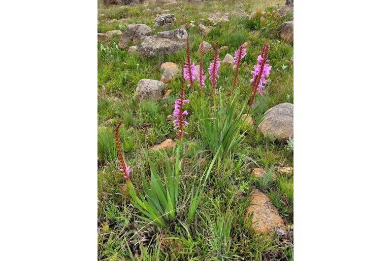 Watsonia pulchra -5252