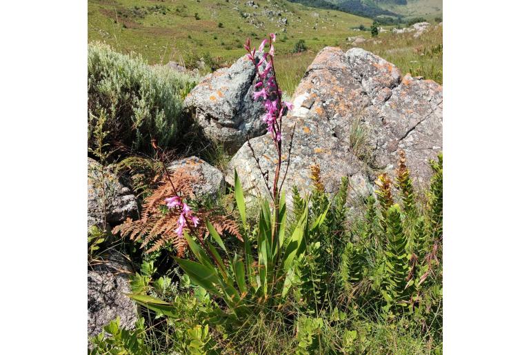 Watsonia strubeniae -5254