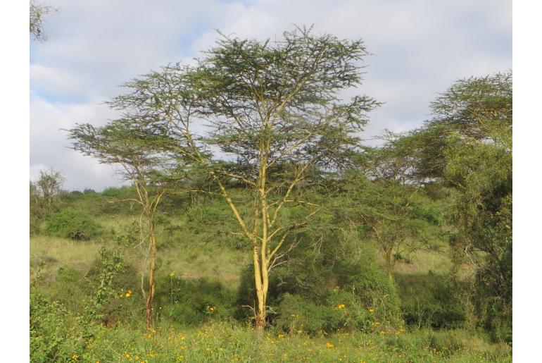 Vachellia xanthophloea -5268