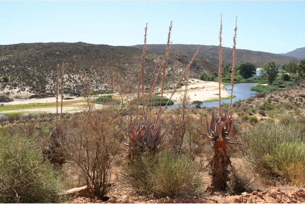 Clanwilliam aloë