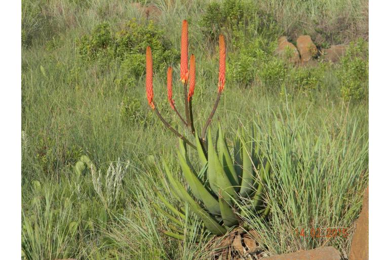 Aloe reitzii -5271