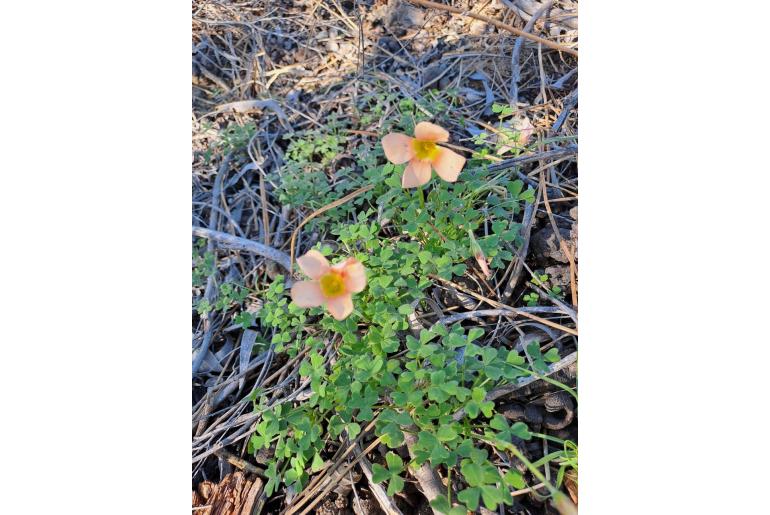 Oxalis obtusa -5276