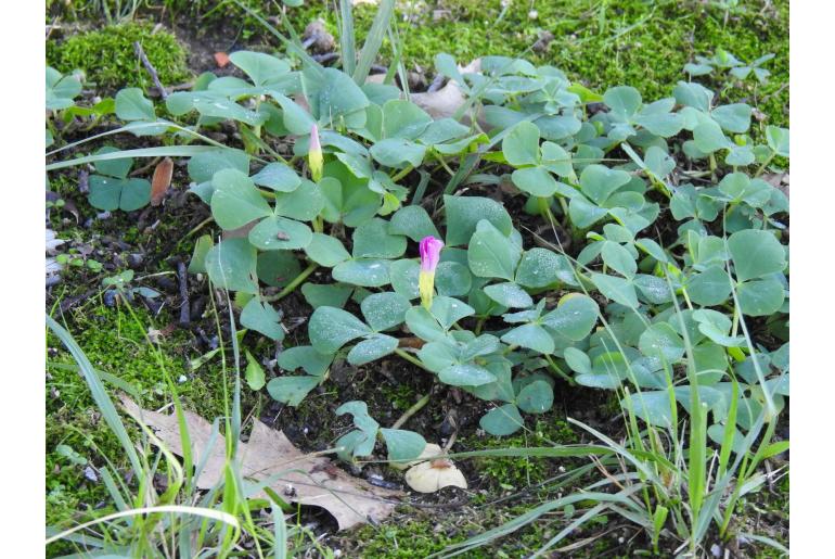 Oxalis purpurea -5277