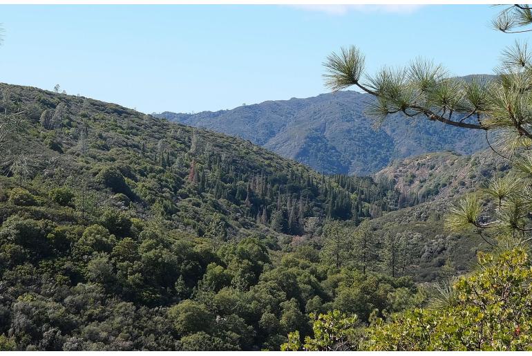 Abies bracteata -5289