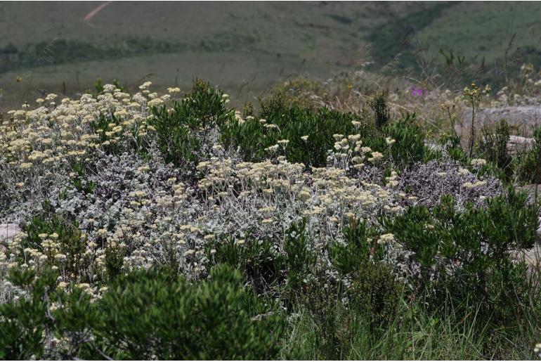 Helichrysum petiolare -5296