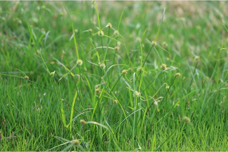 Cyperus brevifolius -5307