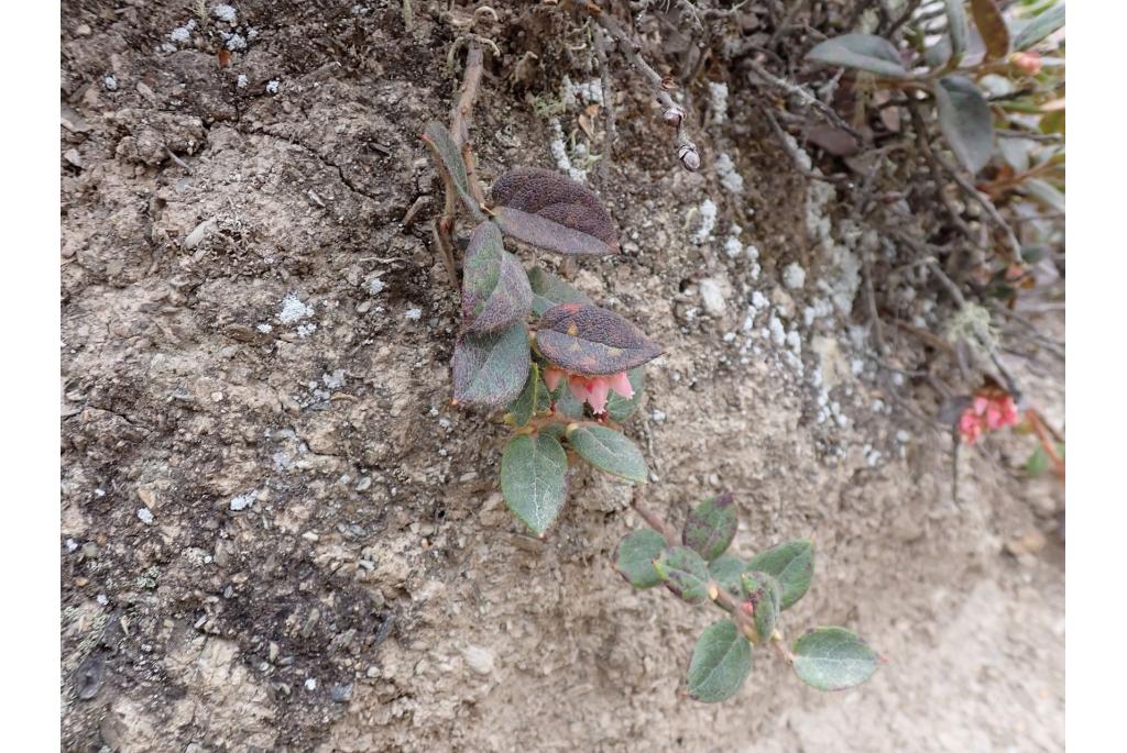 Geclusterde Gaultheria