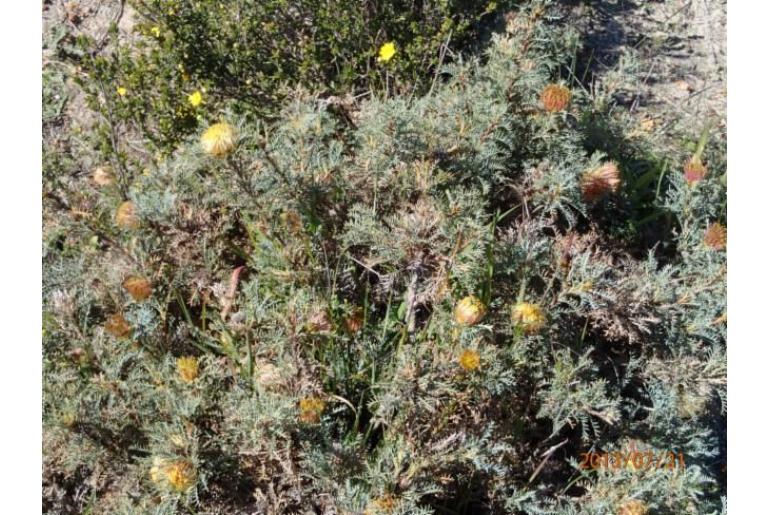 Banksia catoglypta -5336