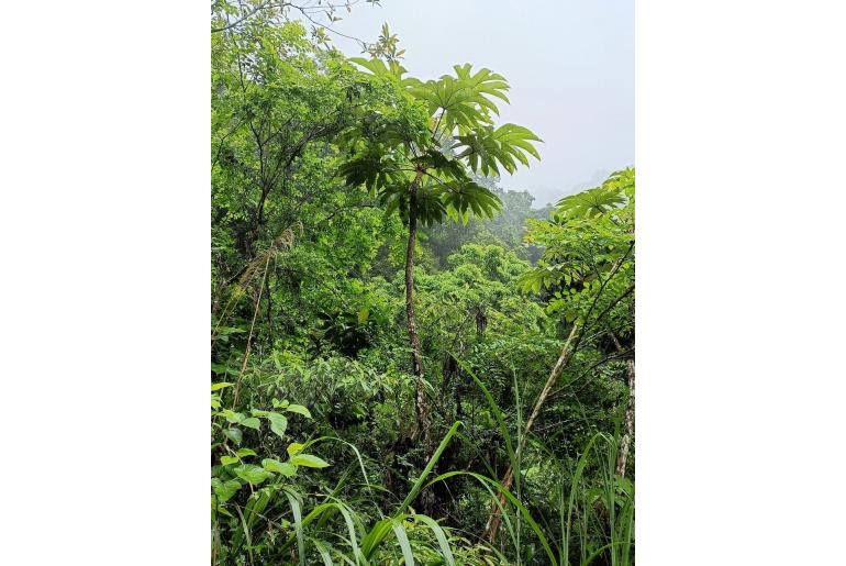 Tetrapanax papyrifer -5349