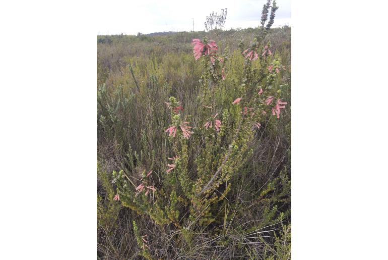 Erica glandulosa -5351