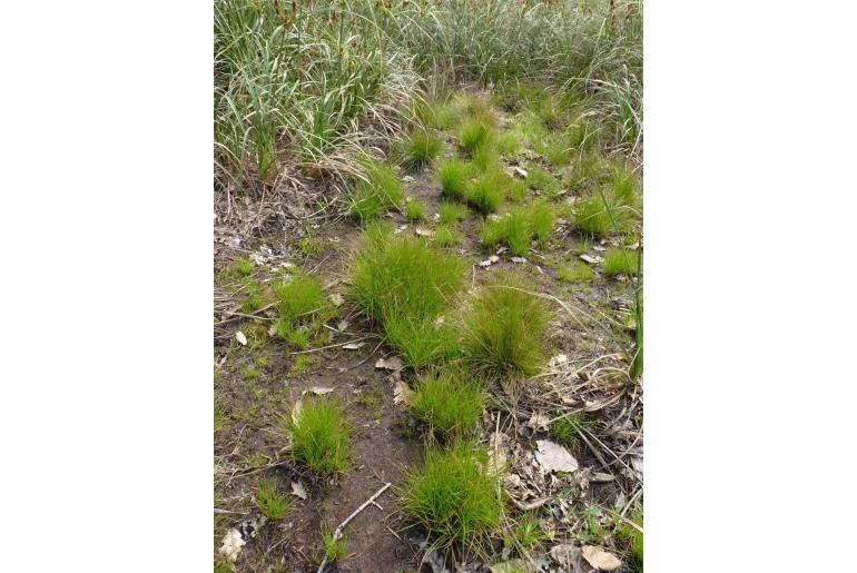 Juncus capensis -5371