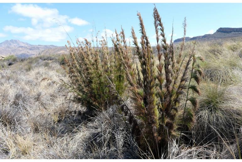 Rhodocoma capensis -5375