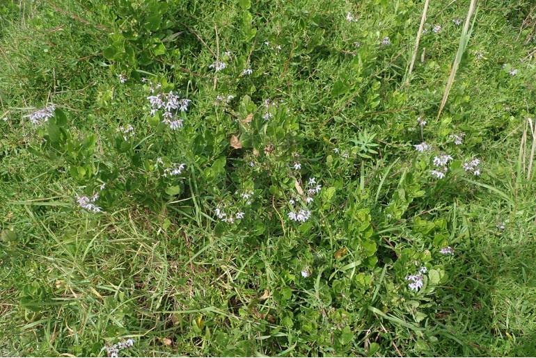 Solanum africanum -5378