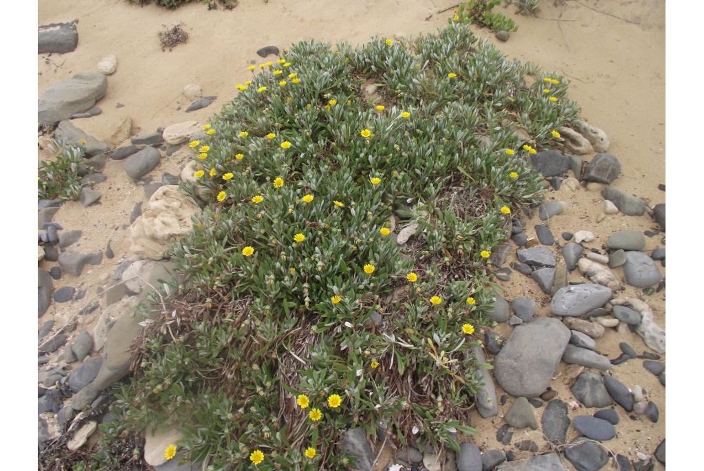 Éen bloemige gazania