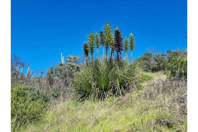 Puya chilensis -5411