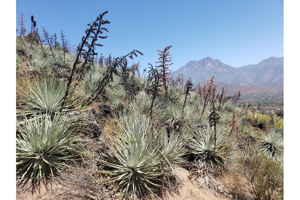 Zilveren puya