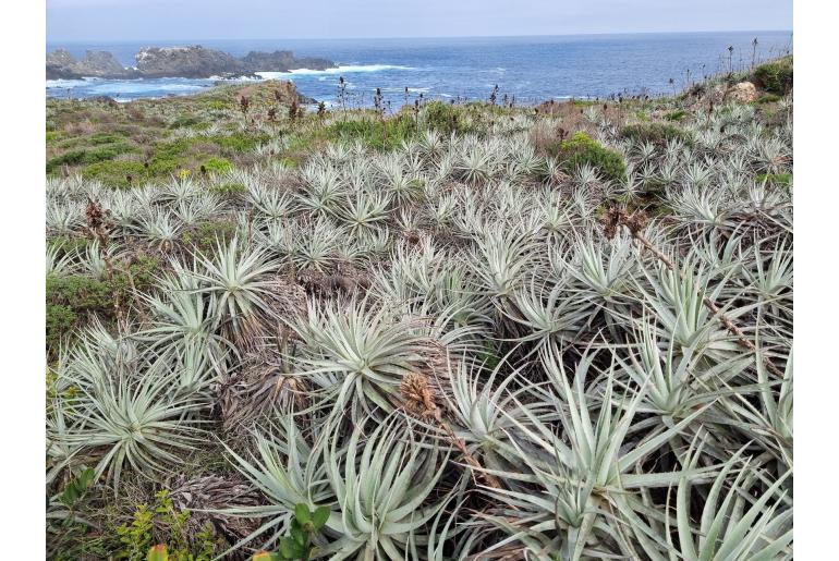 Puya venusta -5413