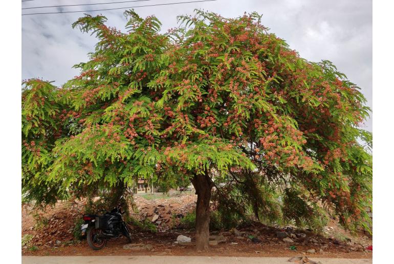 Cassia roxburghii -5420